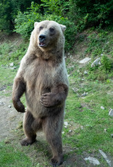 Brown bear stands in the background of the forest wildlife.