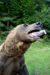 Obraz premium The bear opened its mouth, and warn the person about the attack.