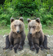 Fototapeta na wymiar Two bears are sitting in a clearing in the wild forest.