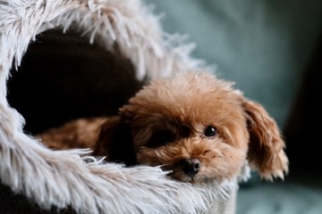 close up one toy poodle lying in doghouse, looking at camera. Blur green background