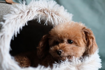 close up one toy poodle lying in doghouse. Blur green background