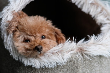 close up one cute poodle lying in doghouse, looking at camera. Blur background