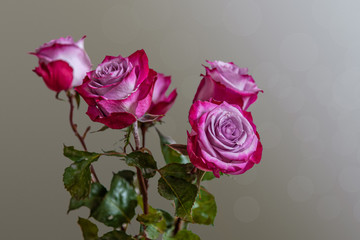 floral background bouquet of roses close up