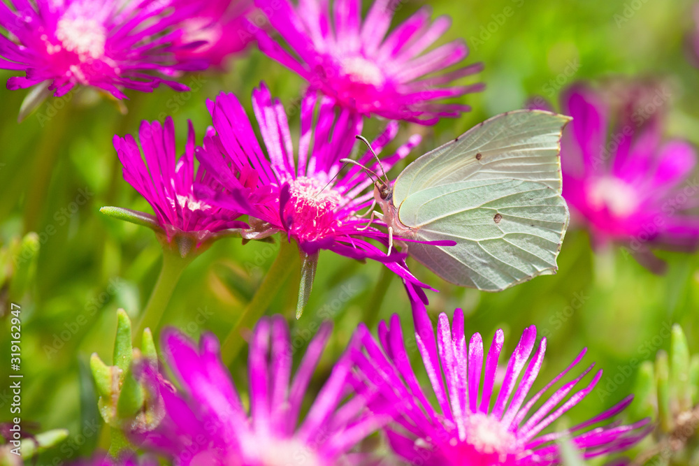 Wall mural white butterfly on ice flowers