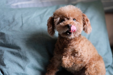 close up one playful poodle sticking tongue out, looking at camera. Blur green pillow background 