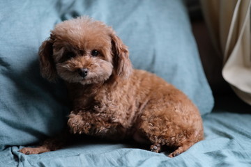 close up one timid brown poodle lying on green sheet, looking at camera. Blur background 