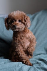close up one playful poodle sitting on green sheet, looking at camera. Blur background 