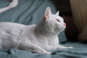 Fototapeta na wymiar close up one pure white cat lying on green sheet. Blur background