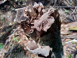 Jews ear, (black) wood ear, Auricularia auricula (Hirneola polytricha), growing on a tree.