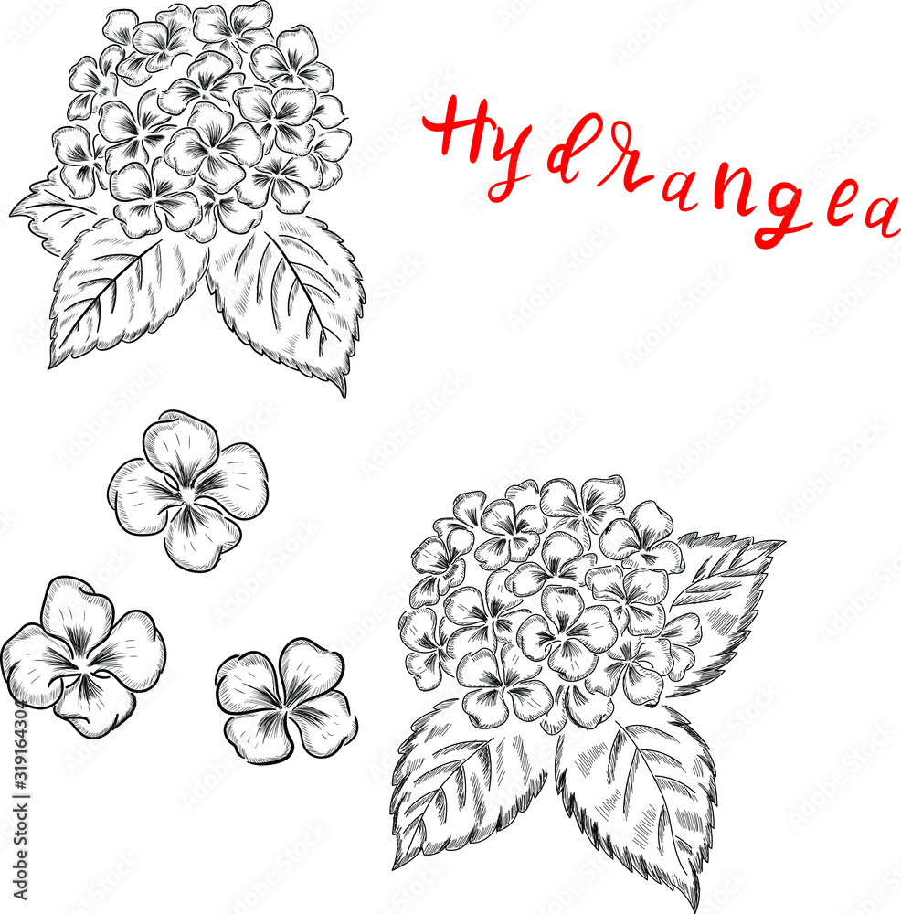 Wall mural Hydrangea flowers, design elements isolated on white background . Concept for logo, cards, print 