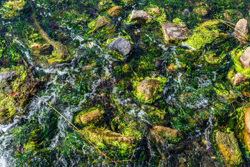 Aquatic flowers as background at the mouth of a creek