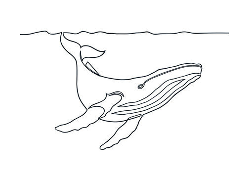 Humpback whale drawing in one continuous line