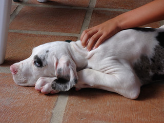 Hand through pumped white and black puppy German Dogue