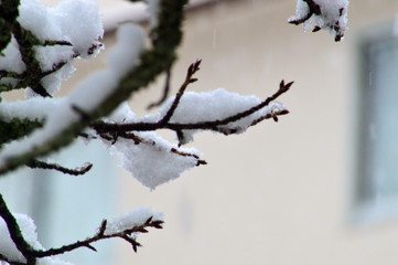 branch of tree in winter