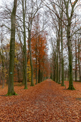 Obraz premium Autumn view in the forest of Pietersheim in Lanaken, Belgium with an avenue of trees and fallen leaves. 