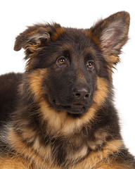German shepherd puppy isolated on white background