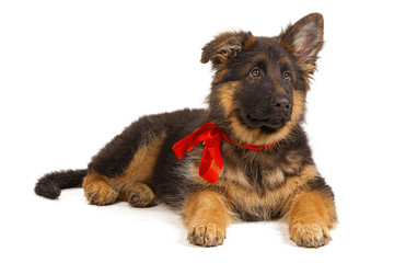 German shepherd puppy isolated on white background