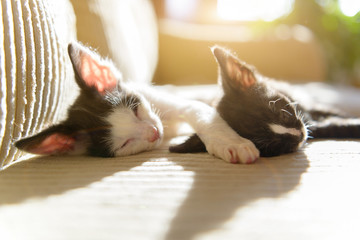 Two young kittens sleeping on sofa