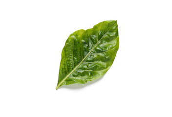green leaf on isolated white background