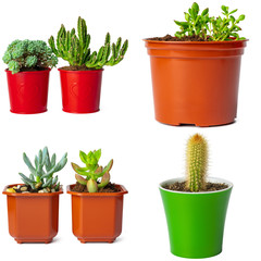Collage of potted succulents isolated on white
