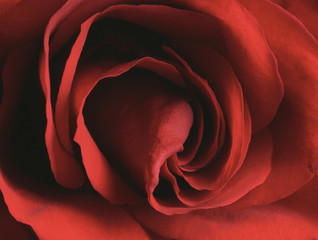 Rote Rose,, close-up