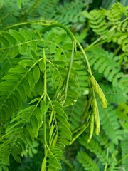 Leucaena leucocephala leaves or can also be called chinese petai, kemlandingan, lamtoro and selong petai.