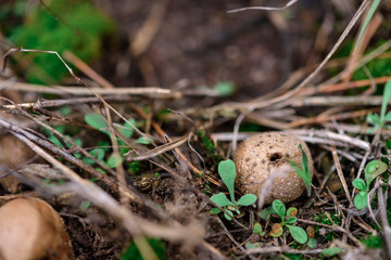 the fungus secretes spores in the air for reproduction in the forest area.