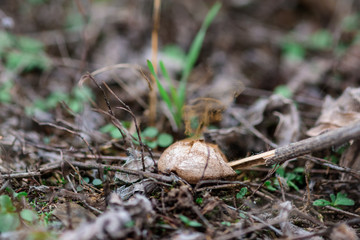 the fungus secretes spores in the air for reproduction in the forest area.