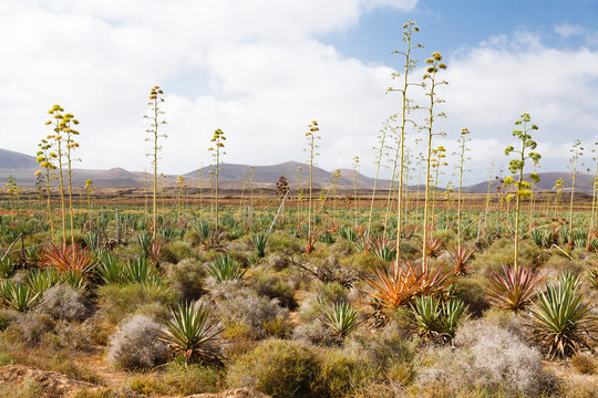Agave, Piteras, Fuerteventura