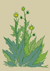 Vegetation thistles vector illustration drawing of a contour colored plant