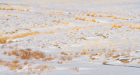 Obraz premium Yellow wizened grass growing in the white endless snow field.