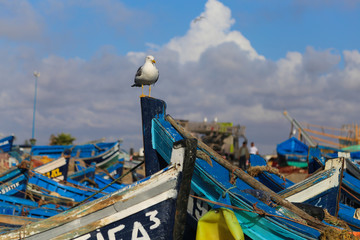 Fishing boats in the ancient port of Essaouira