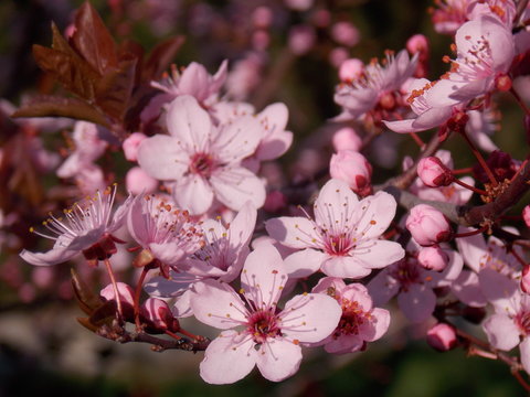 fleure de cerisier 