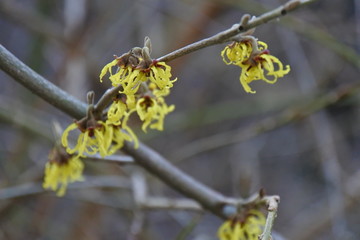 Winterzaubernuss im Winter