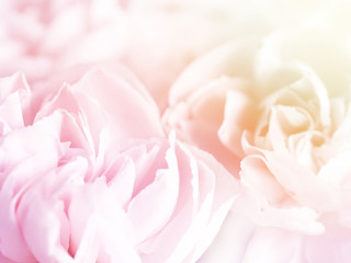 sweet pink carnation flowers in soft color and blur style for valentine background