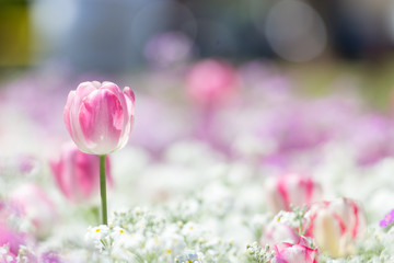 Fabulous blooming tulips in a flower bed on a blurry background