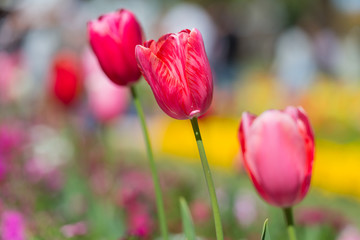Fabulous blooming red and pink tulips in a flower bed on a blurry background