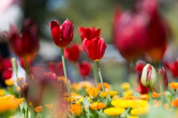 Fabulous blooming red tulips in a flower bed on a blurry background