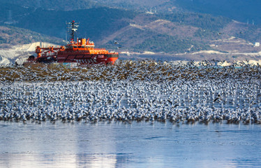 Millions of seagulls on the frozen lake on a background of Novorossiysk Bay