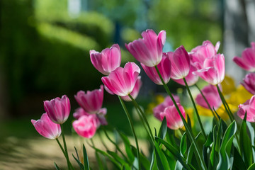 Fototapeta premium Gorgeous pink blooming French tulips in a flower bed on a blurry background