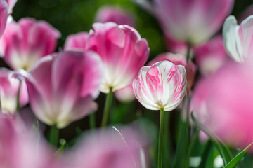 Gorgeous pink blooming French tulips in a flower bed on a blurry background