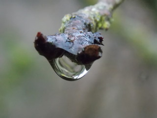 goutte au bout d'une branche 