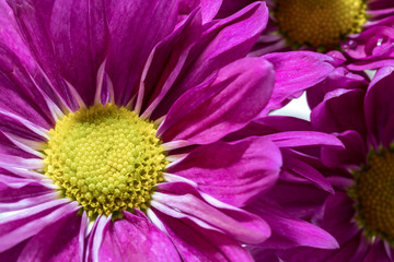 Painted daisy flower (Tanacetum coccineum), closeup with beautiful vivid color violet purple