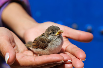 A girl holds a young sparrow in her hands