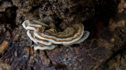  fungus