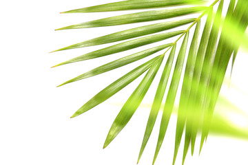 tropical nature green palm leaf isolated pattern background with blurred tree