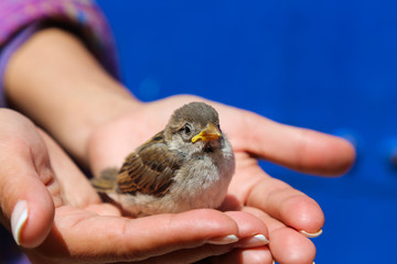 A young sparrow sits on the ladies' palm