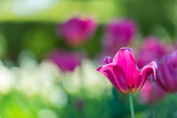 Gorgeous pink blooming French tulips in a flower bed on a blurry background