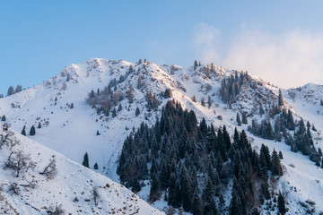 Evergreen pine trees growing on snow mountain located in Xinjiang China.
