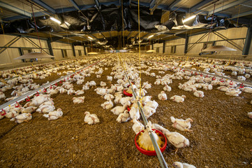chicken at a barn in a poultry farm © anish_ap1